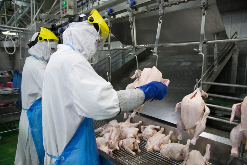 chế biến thịt gà được làm việc trong nhà xưởng